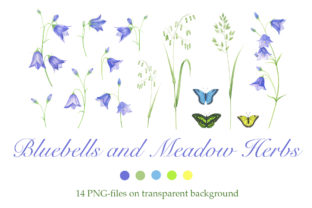 Bluebells and Meadow Herbs: A Fresh Illustration for Natural Branding