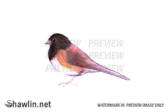 Dark Eyed Junco Bird Illustration: A Designer’s Review for Branding and Visual Projects