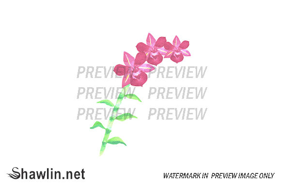 Elegant Touch: Red Dendrobium Orchids Illustrations for Brand Design