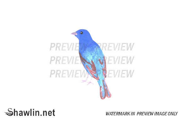 Indigo Bunting Bird Illustration: A Designer’s Real-World Review for Branding and Visual Projects