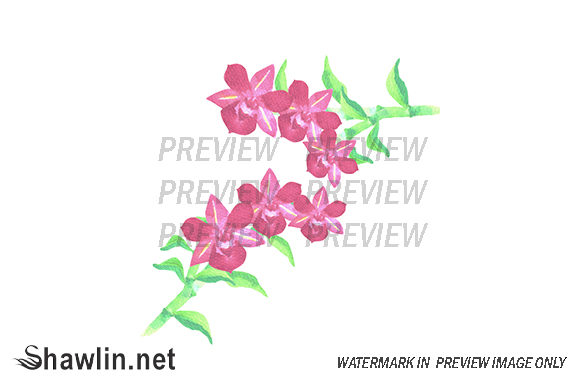 Red Dendrobium Orchid Illustrations for Crafters & Etsy Sellers