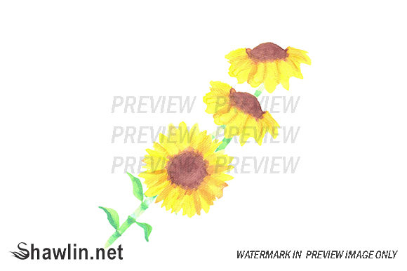 Sunflowers Helianthus Flowers Illustrations for Crafters & Handmade Sellers